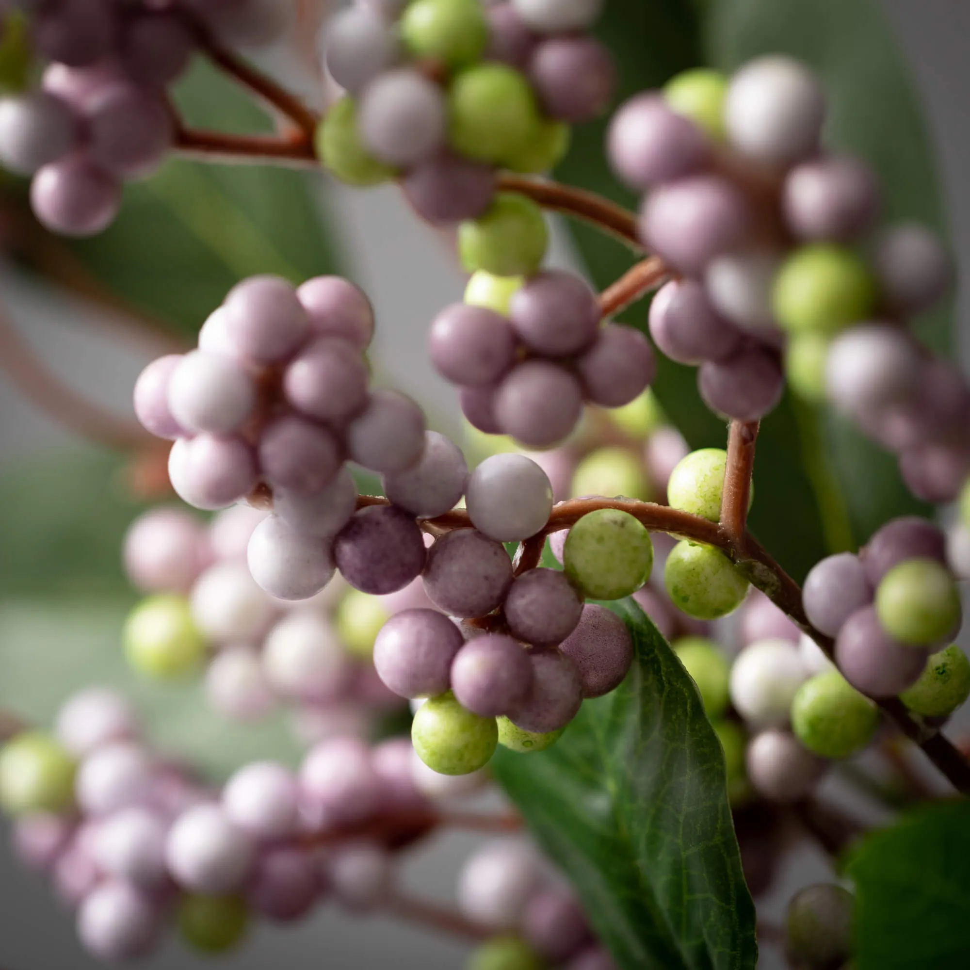 Lavender Wild Berry Pick